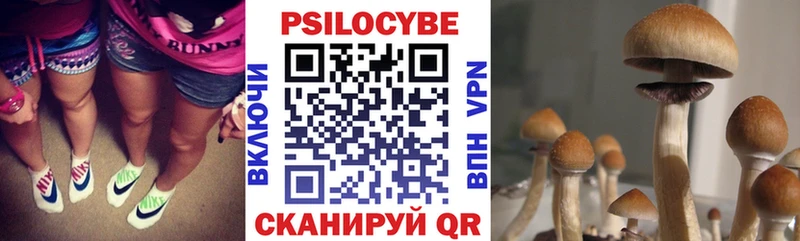 Галлюциногенные грибы Psilocybine cubensis  закладки  Гусиноозёрск 
